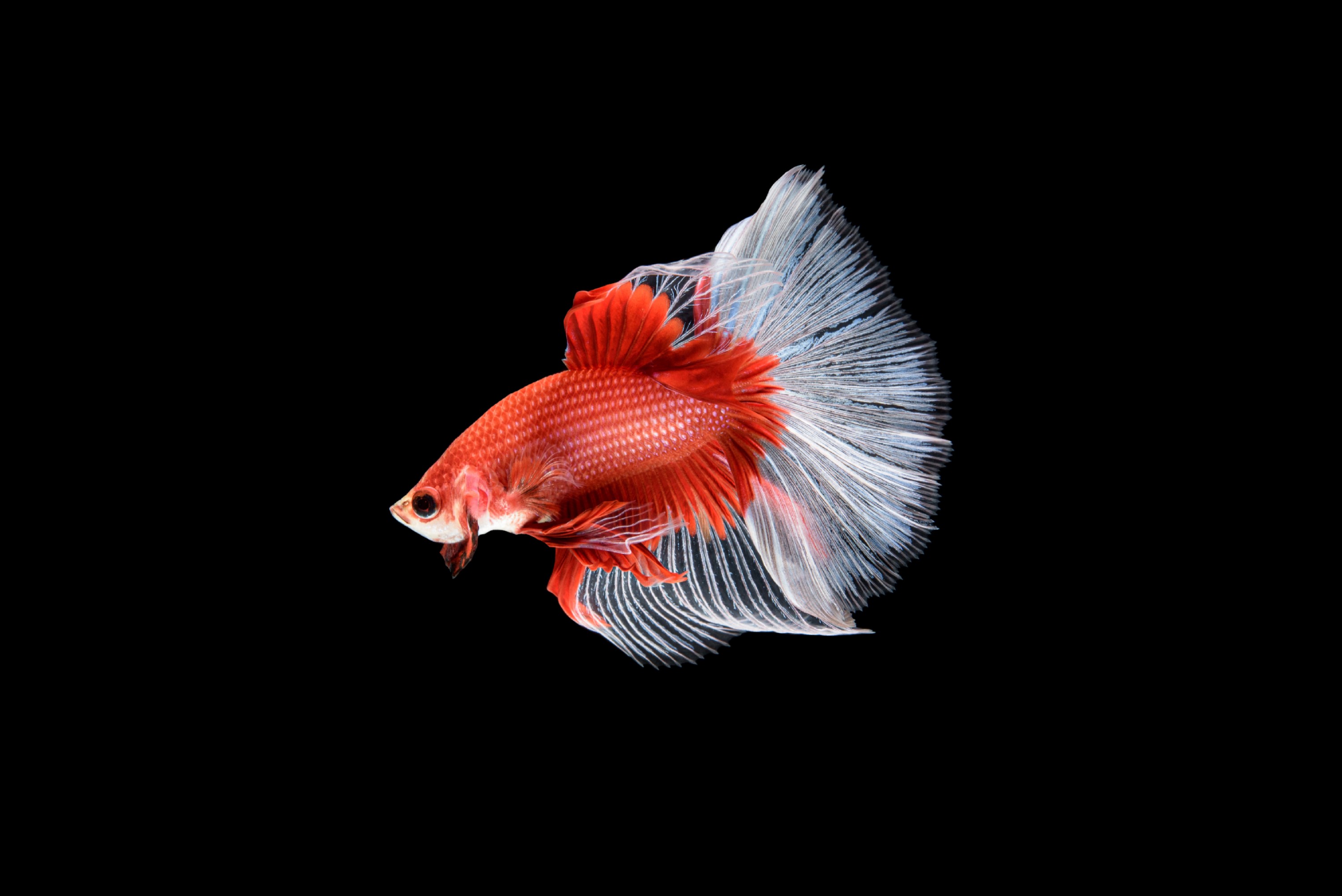 https://br.freepik.com/fotos-vetores-gratis/peixe-betta